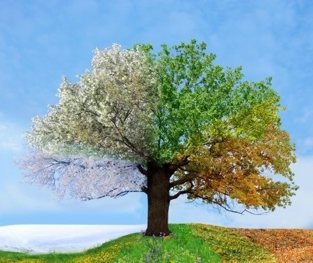 four seasons tree winter spring fall summer nature