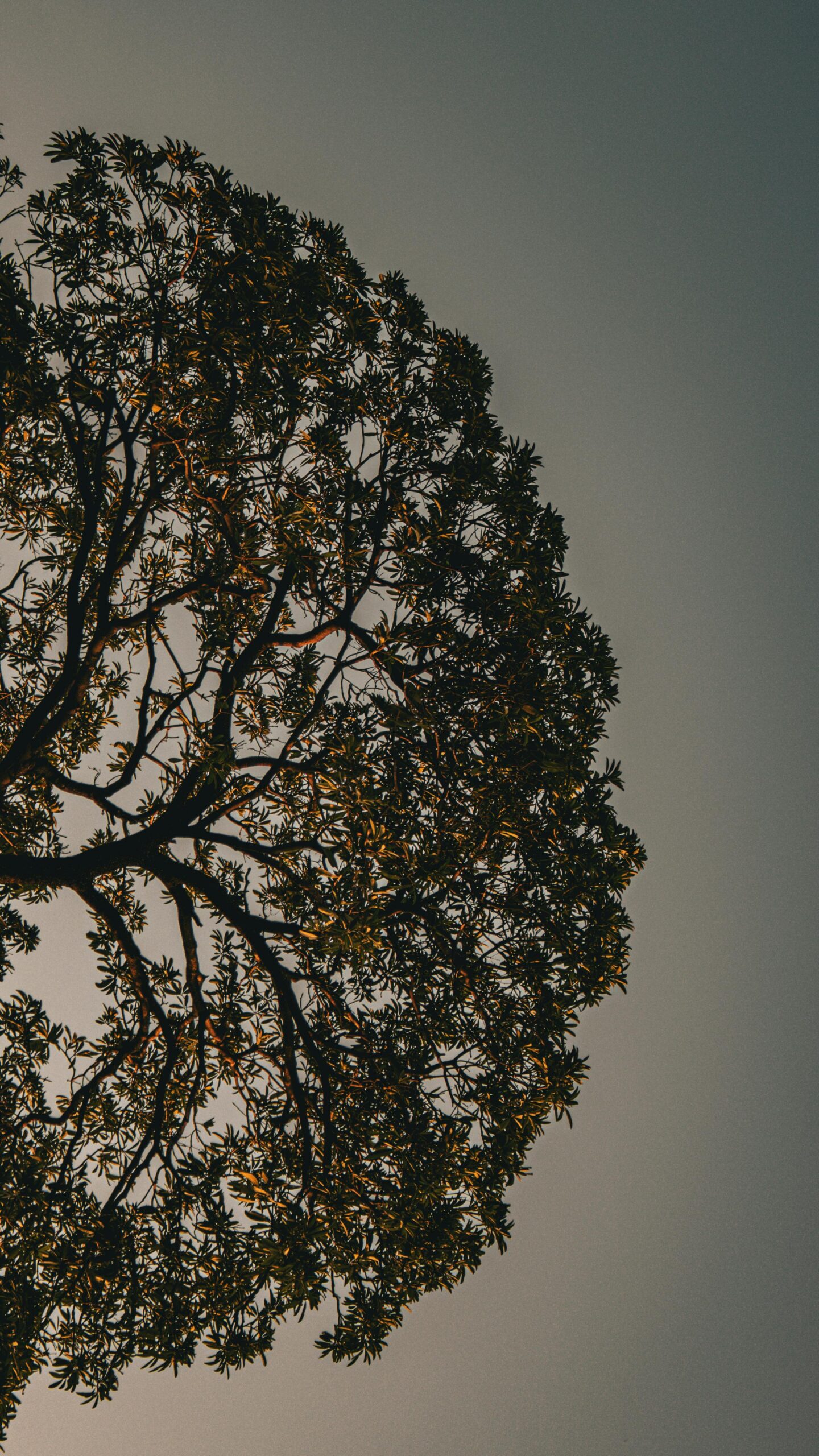 Under the Emerald Roof: Healing Lessons from the Treetops pexels captured lumos 2155018581 34549653