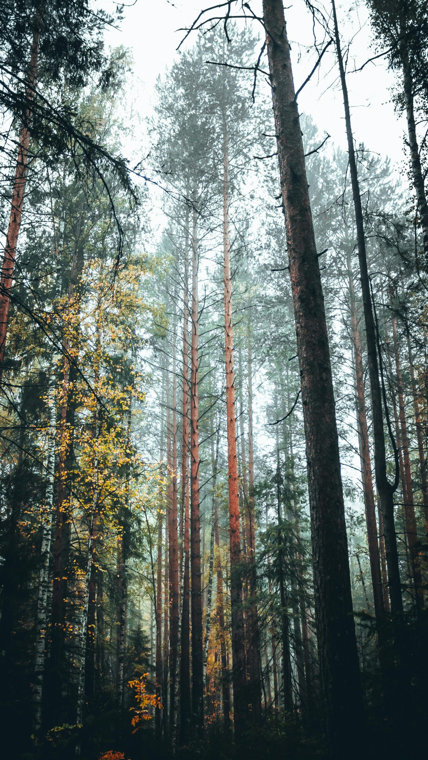 Shaded by Ancient Giants: The Humbling Peace of Old-Growth Forests pexels danila popov 85164195 9573372