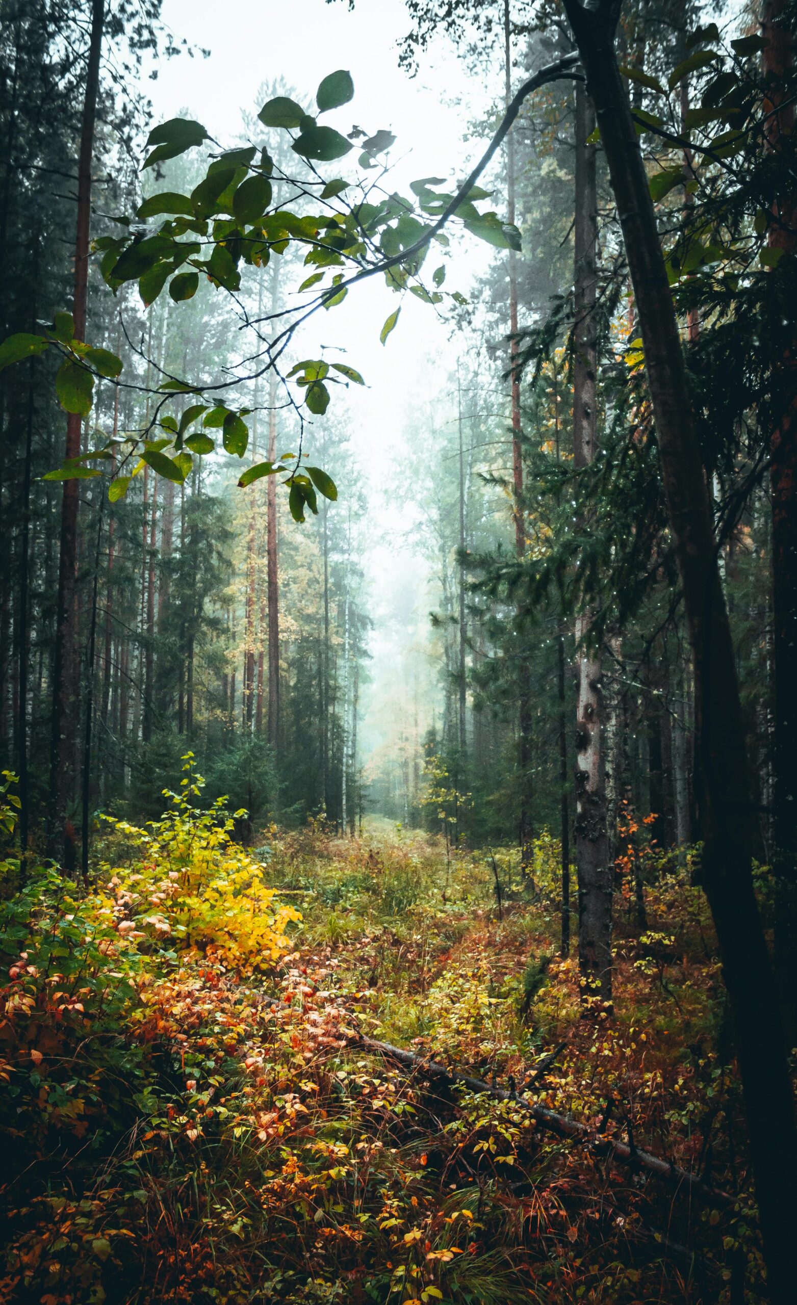 Soft Light Through the Trees: How Nature Lowers Our Daily Stress pexels danila popov 85164195 9573382