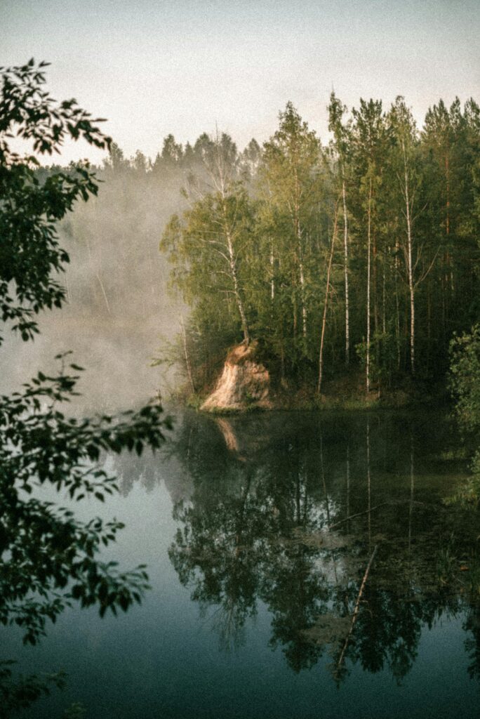 The Silence Between the Pines: Why Pine Forests Are the Ultimate Brain Reset pexels egojane 8985247