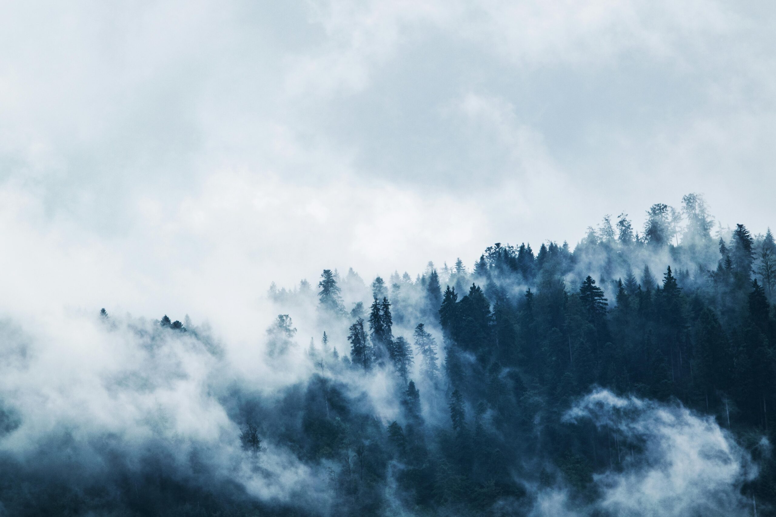 The Silence Between the Pines: Why Pine Forests Are the Ultimate Brain Reset pexels lum3n 44775 167699