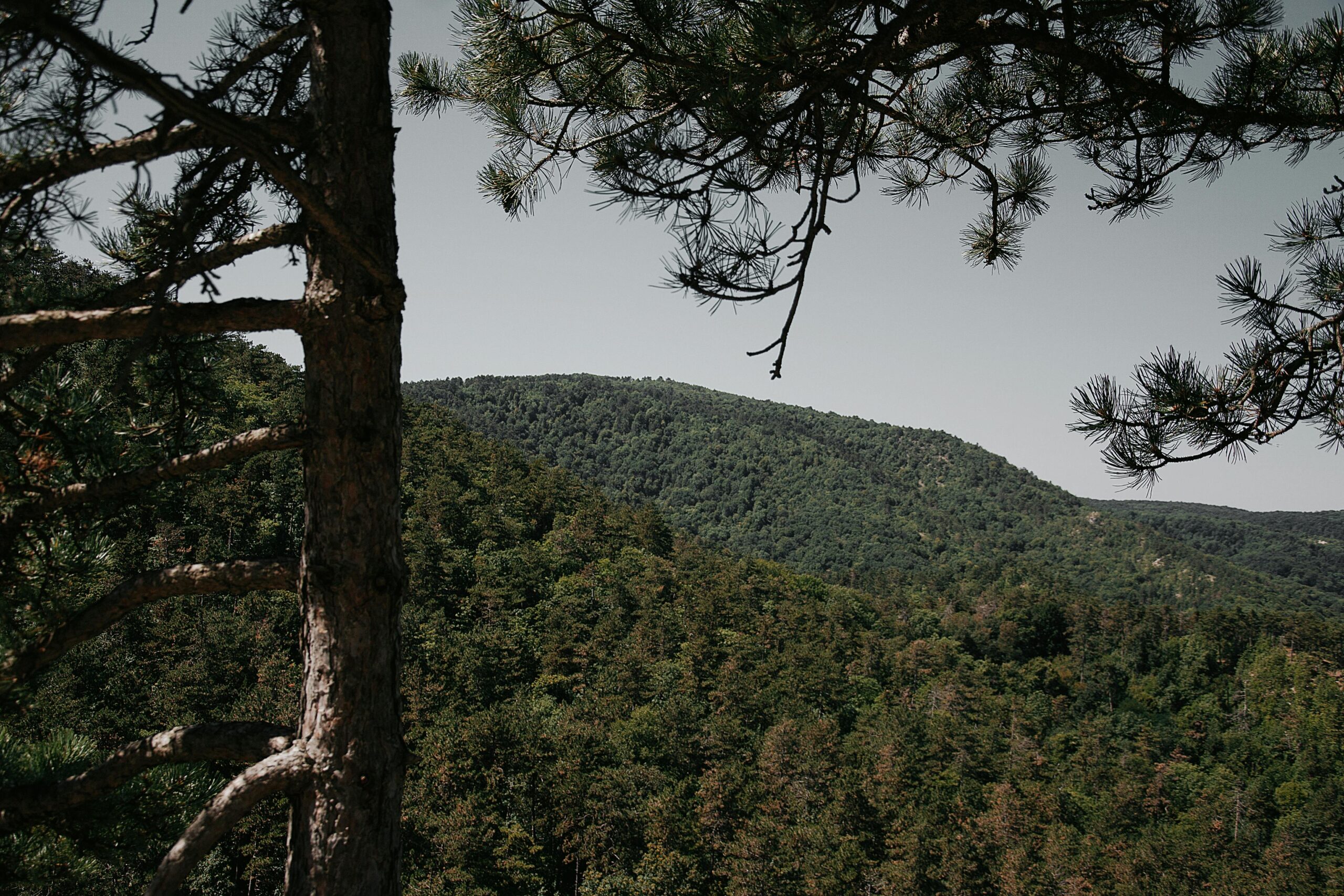 Under the Emerald Roof: Healing Lessons from the Treetops pexels molnartamasphotography 33571678