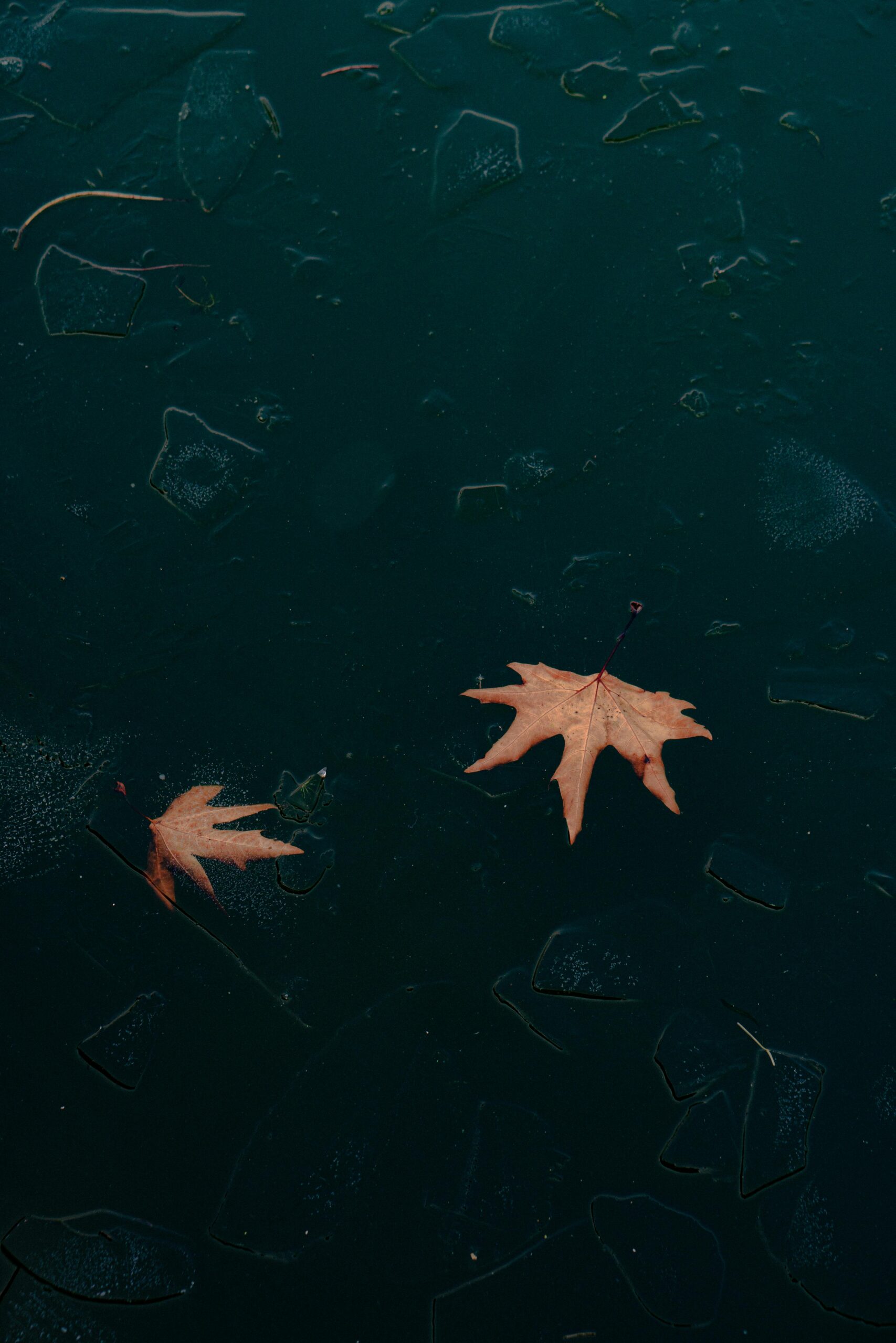The Silent Language of Leaves: What Trees Can Teach Us About Living pexels parimoofarhaan 29987843