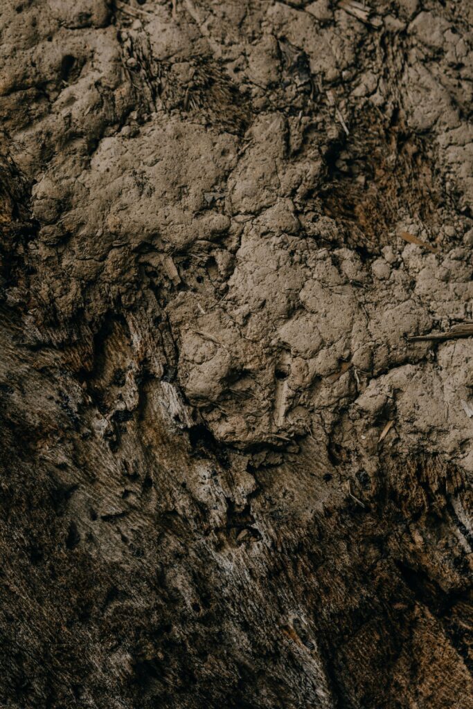 Rooted in the Soil: Simple Ways to Ground Your Mind in a Busy World pexels polina kovaleva 6787210