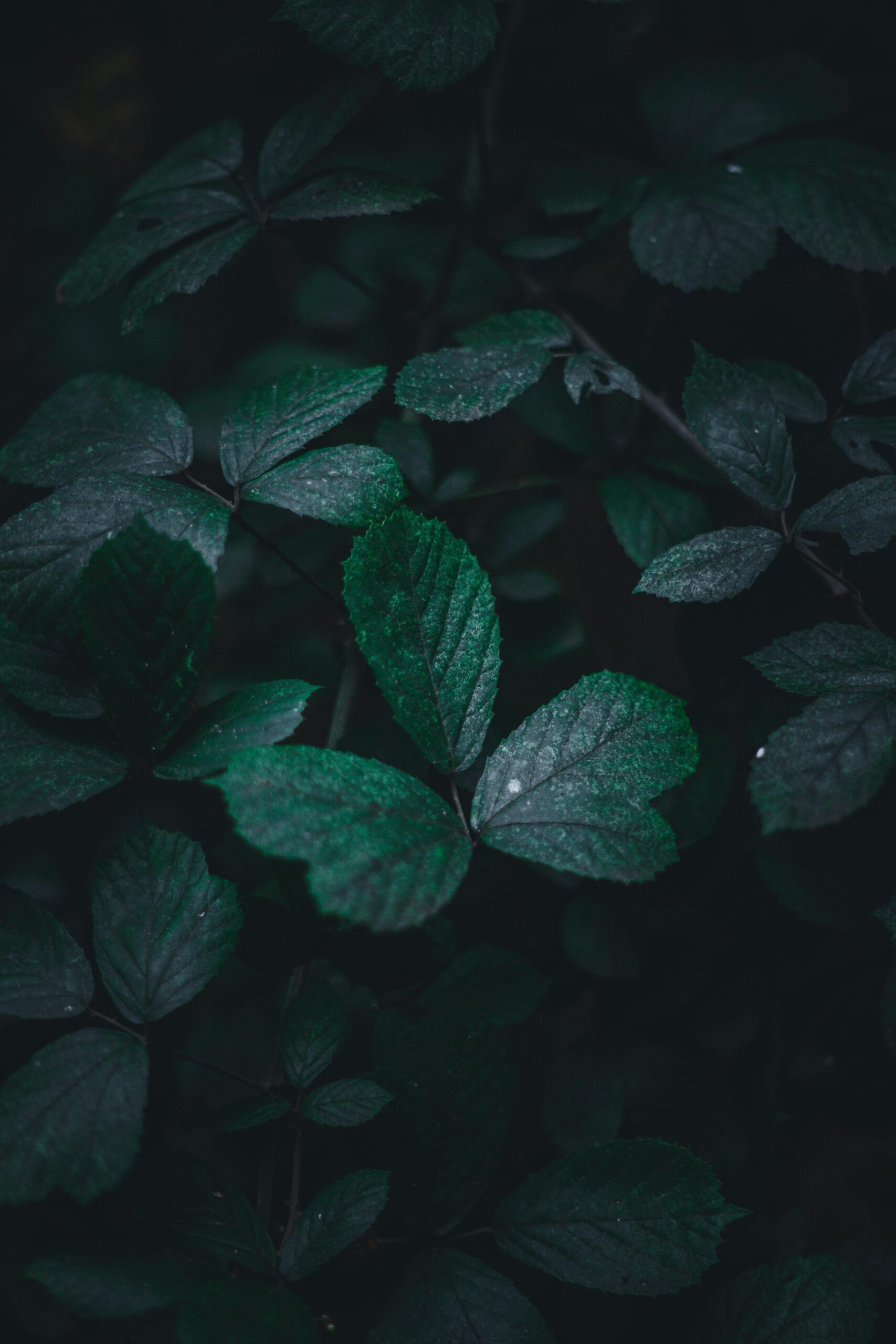 The Silent Language of Leaves: What Trees Can Teach Us About Living pexels sefa 164969501 14587051