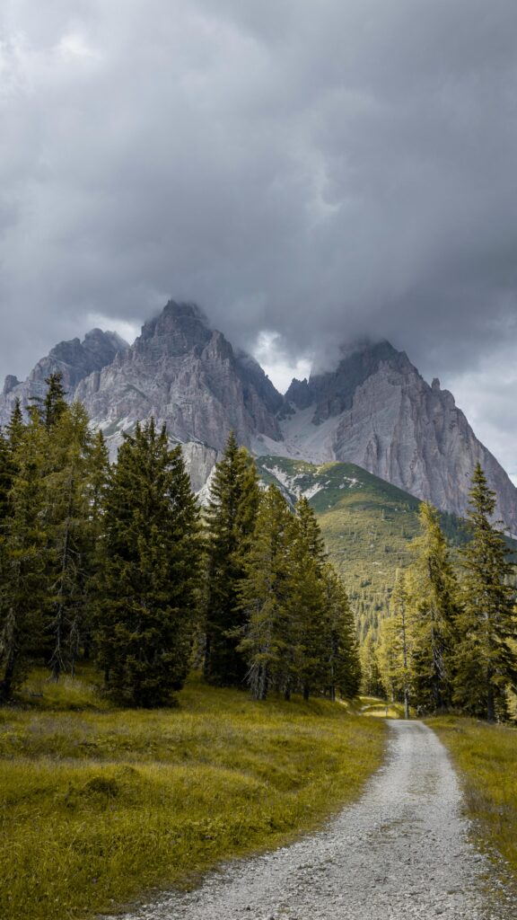 Shaded by Ancient Giants: The Humbling Peace of Old-Growth Forests pexels vishpix 18028130